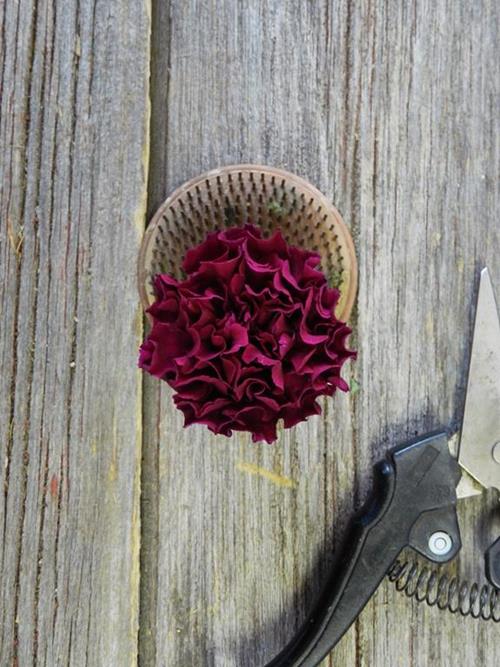 Monsenor   Purple Carnations